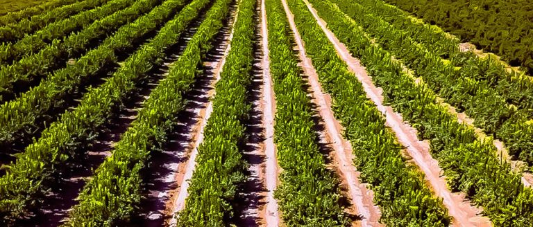 Campo Exportadora Rio Maipo