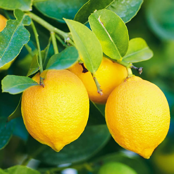 exportación de limones, Chile