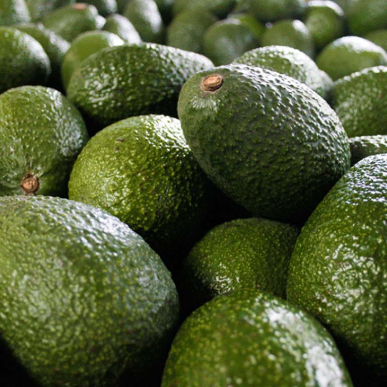 Exportadora de paltas , Chile