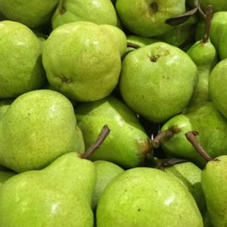 Exportadora de peras packhams, Chile