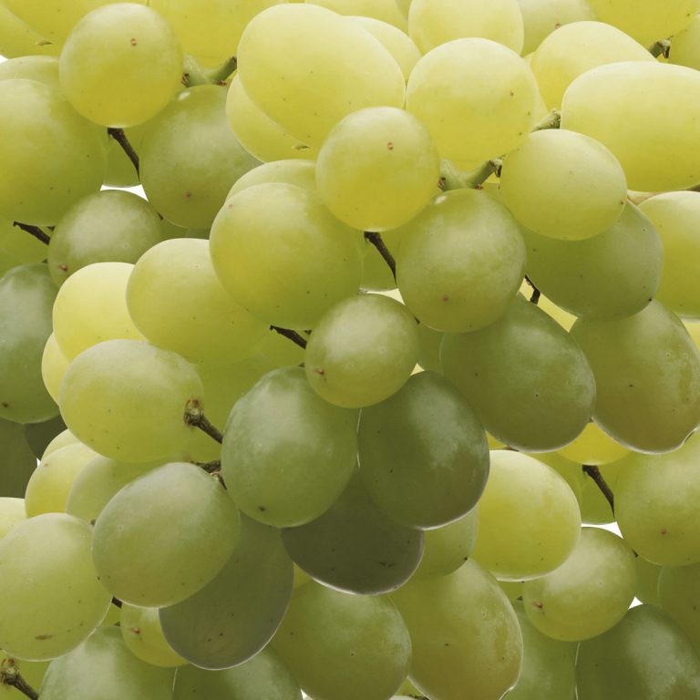 Exportadora de uva, Chile